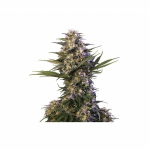 Buddha Seeds - Kraken