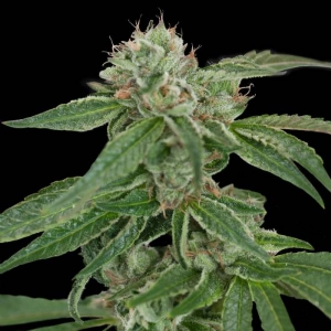 (CFF) DNA Genetics - Crocketts Confidential Regolare