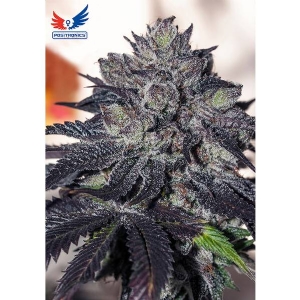 Positronics - Gordo Master Kush