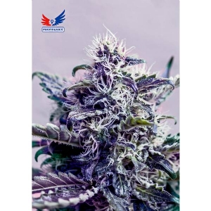 Positronics - Kush Express