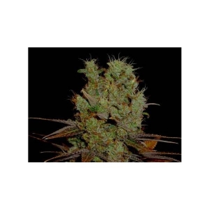 Soma Seeds - G13 Haze Somango