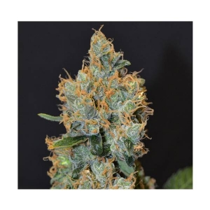 CBD Seeds - Lavender