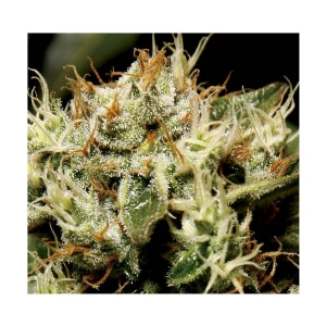 CBD Seeds - Yumbolt
