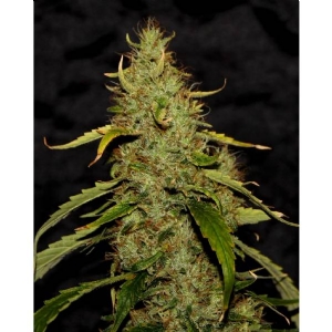 CBD Crew - Ph Regolare