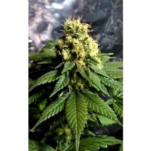 CBD Crew - Divine Regolare