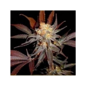 Soma Seeds - G13 Haze Lavender Regolare