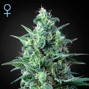 Green House - CBD White Widow Auto