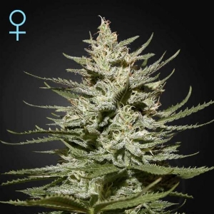 Green House - The Church CBD