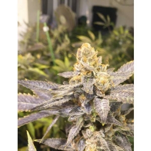 CBD Seeds - Orange Big Bud