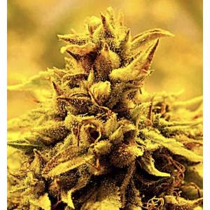 Delta 9 Labs - Kopasetic Kush