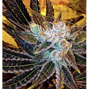 Delta 9 Labs - Magnum Platinum Haze