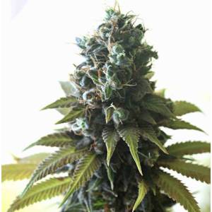 Delta 9 Labs - Southern Lights#7