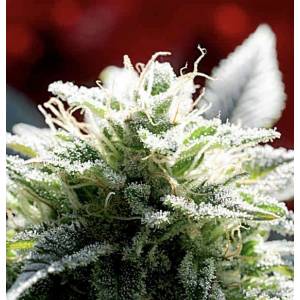 Delta 9 Labs - Strawberry Skunk