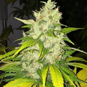 TH Seeds - Chocolate Chunk