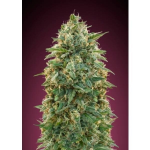 Advanced Seeds - Amnesia