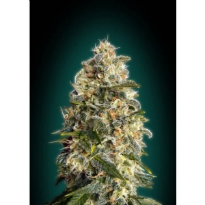 Advanced Seeds - Heavy Bud