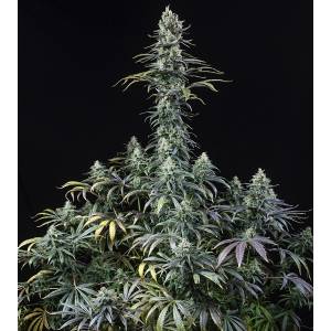 Dinafem - Early Amnesia CBD