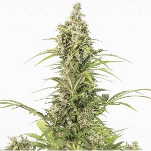 Dinafem - Auto White Widow CBD - Auto