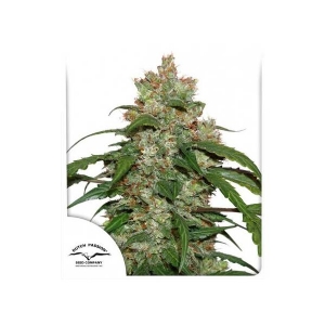 Dutch Passion - CBD White Widow Auto