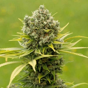 Dinafem - Dinamed CBD Plus