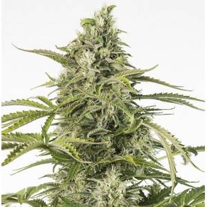 Dinafem - Cheese CBD Auto