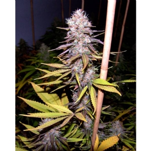 Soma Seeds - Lavender