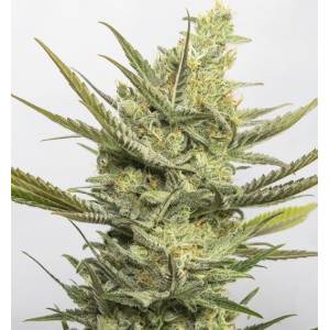 Eva Seeds - Gipsy Haze