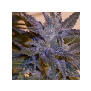 Ace Seeds - China Yunnan