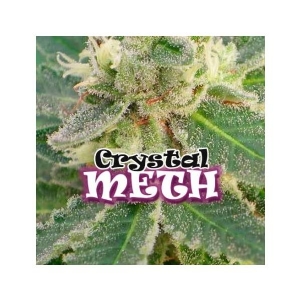 Dr Underground - Crystal METH