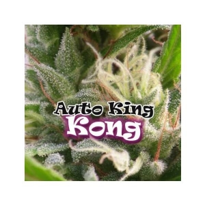 Dr Underground - King Kong Auto
