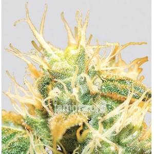 Nirvana Seeds - Jock Horror Auto