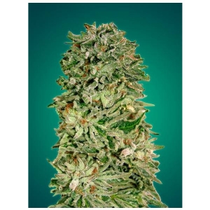 Advanced Seeds - Shark Widow CBD