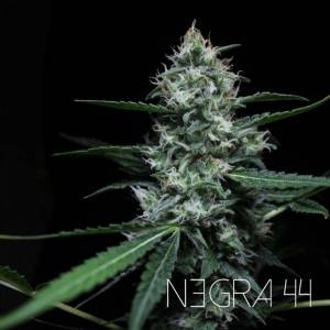 R-Kiem Seeds - Negra 44
