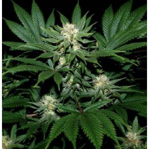 Mr. Nice - Ortega Regolare