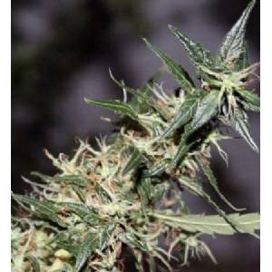 Mr. Nice - Mango Haze Regolare