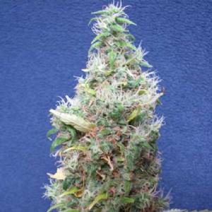 Mr. Nice - Walkabout Regolare