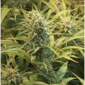 Mr. Nice - Super Silver Haze Regolare