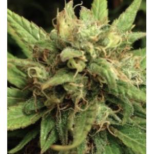 Mr. Nice - Shit Regolare