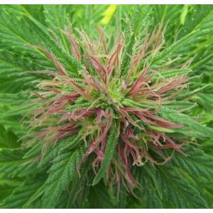 Mr. Nice - Nordle Regolare