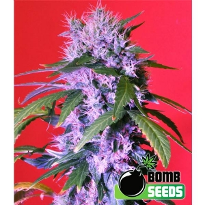 Bomb Seeds - Berry Bomb Auto