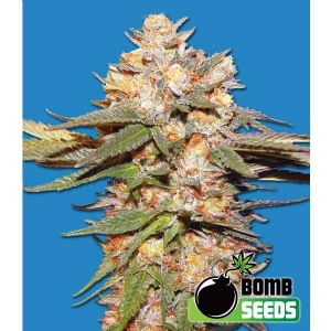 Bomb Seeds - Big Bomb Auto