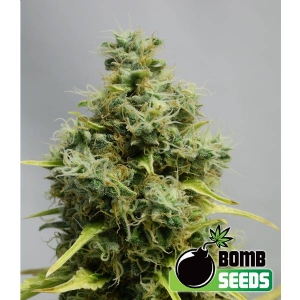 Bomb Seeds - Big Bomb