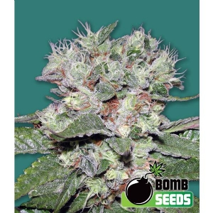 Bomb Seeds - CBD Bomb