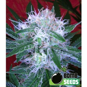 Bomb Seeds - Bomb Auto