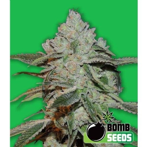 Bomb Seeds - Atomic