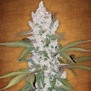 Fast Buds - Girl Scout Cookies Auto