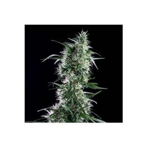 Genehtik - Santa Bilbo