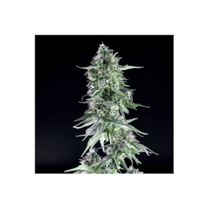 Genehtik - Txees Bilbo