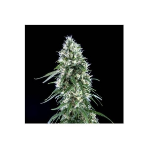 Genehtik - Super Silver Bilbo