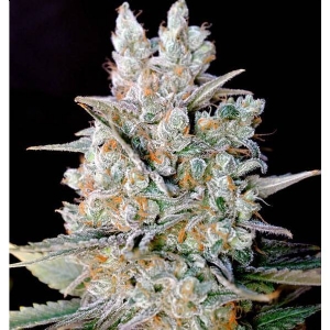 Genehtik - Kritical Bilbo Auto